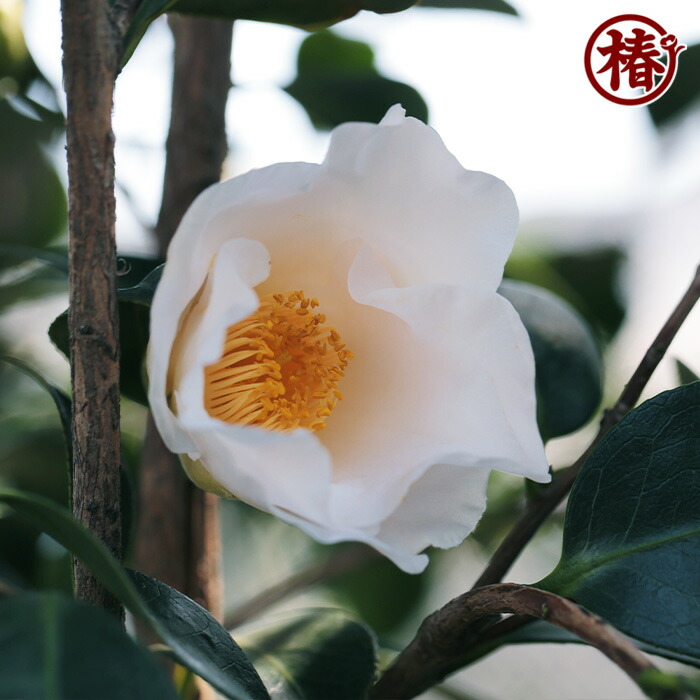 楽天市場】初嵐・はつあらし大苗 鉢底より高さ1m前後 21cmポット7号鉢