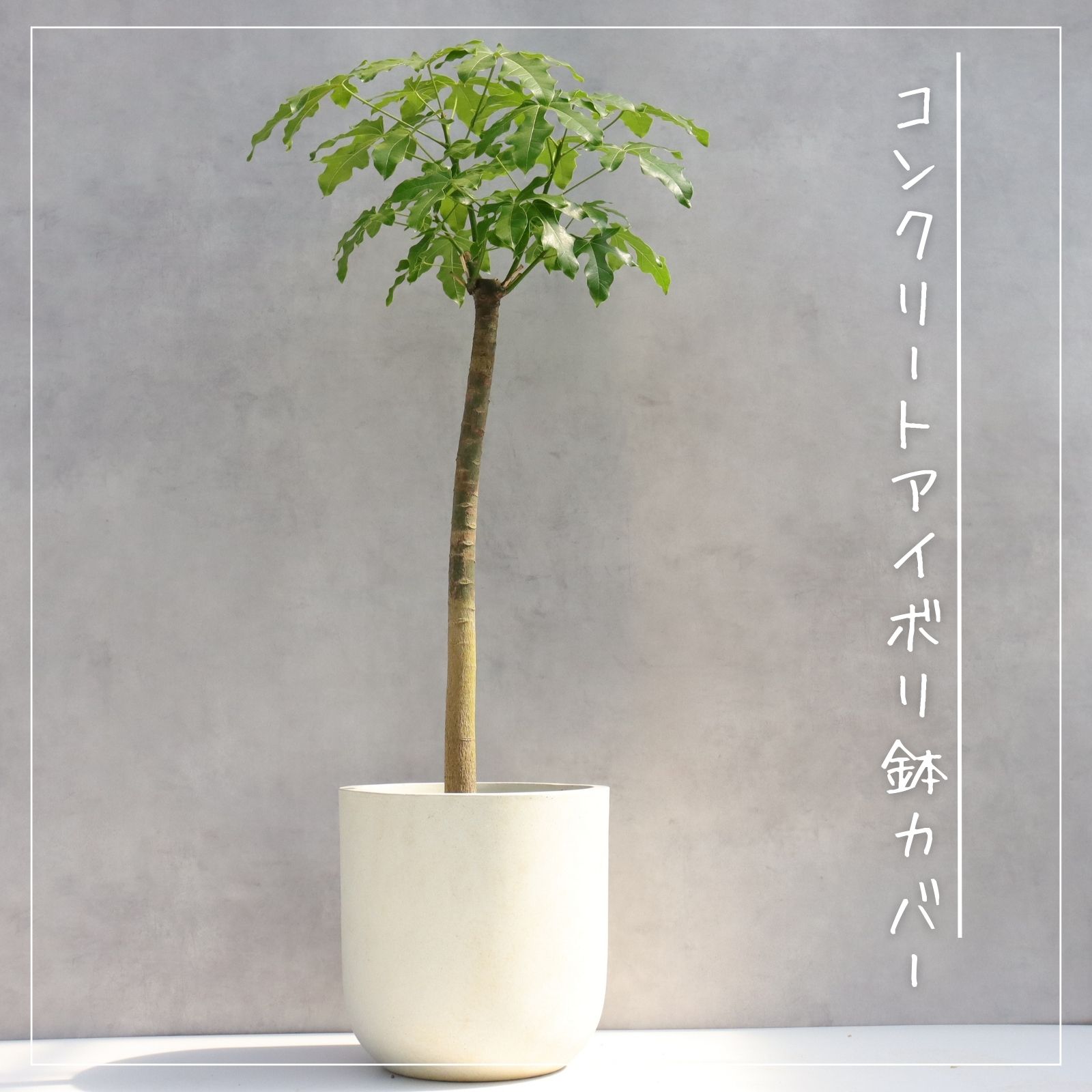 楽天市場】ボトルツリー アケリフォリウス ブラキキトン 朴もの 朴