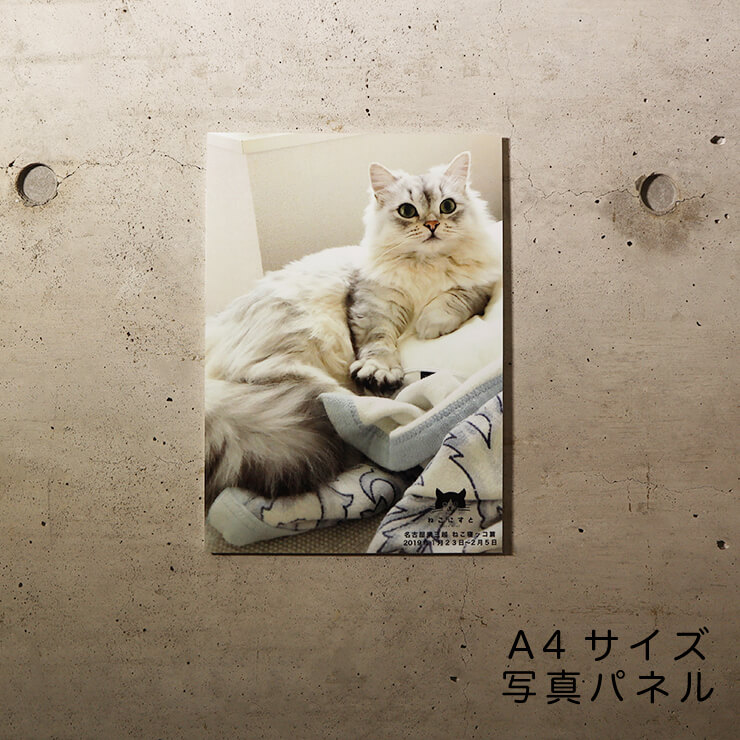 楽天市場】ねこにすと / セミオーダーA4写真パネル / パネルが飾られた