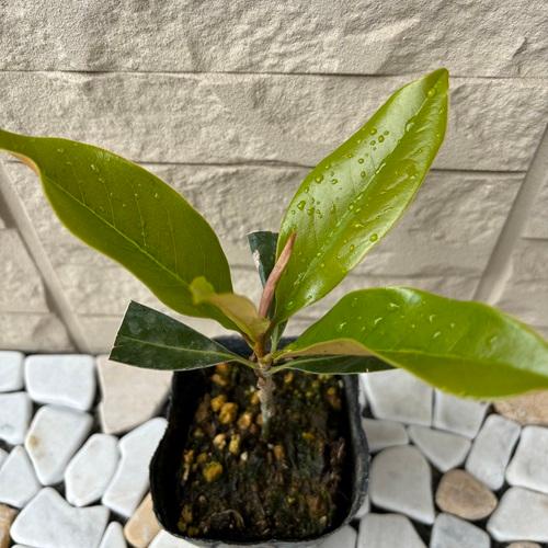 楽天市場】タイサンボク リトルジェム 3.5号ポット 挿し木苗 : エス