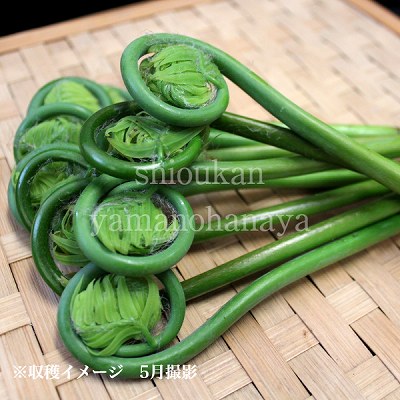 楽天市場】ゼンマイ 素掘り苗 山菜苗/薇/シダ植物/※入荷済み 3月14日