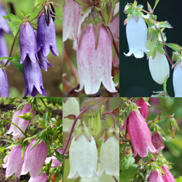 楽天市場】宿根草セット： ホタルブクロ 6種各1ポットセット【青花