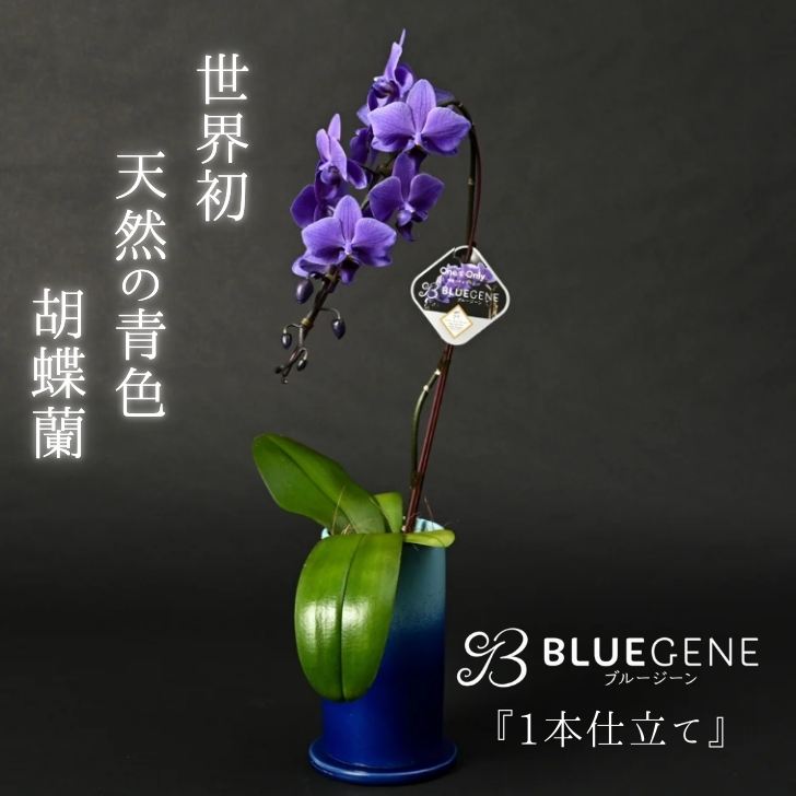 楽天市場】BLUE GENE 世界初の青色の胡蝶蘭1本立【送料込