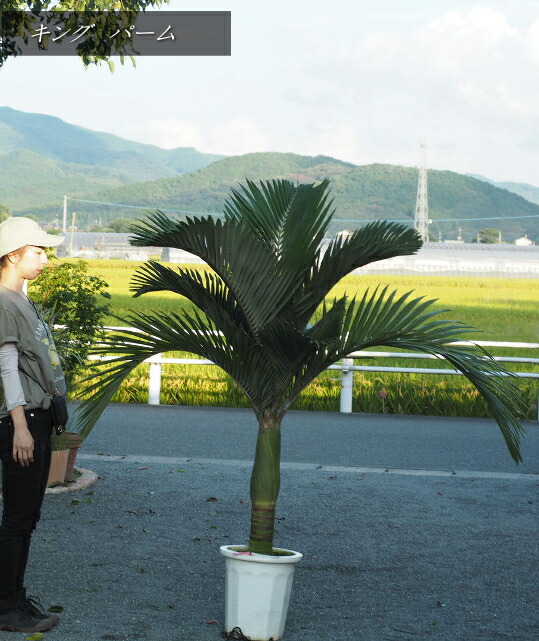 楽天市場】ユスラヤシ キングパーム（花・ガーデン・DIY）の通販