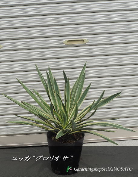 楽天市場】【ドライガーデン・ロックガーデンに】ユッカ グロリオサ
