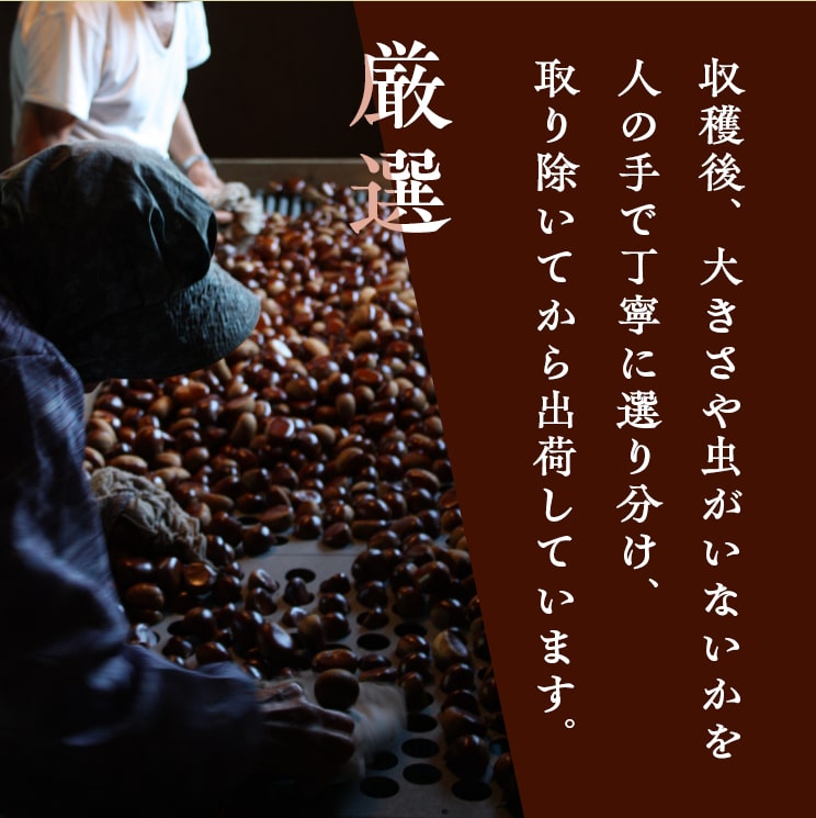 楽天市場】販売終了【4L最安1kg3420円〜】 9/30終了 愛媛県城川町産生