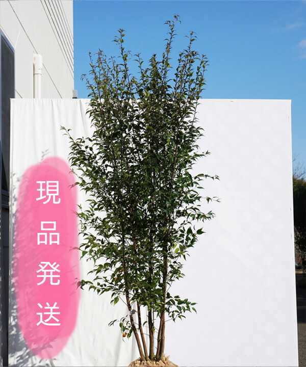 楽天市場】【現品発送】【山採り天然木】樹形と幹肌、花、実を楽しめる