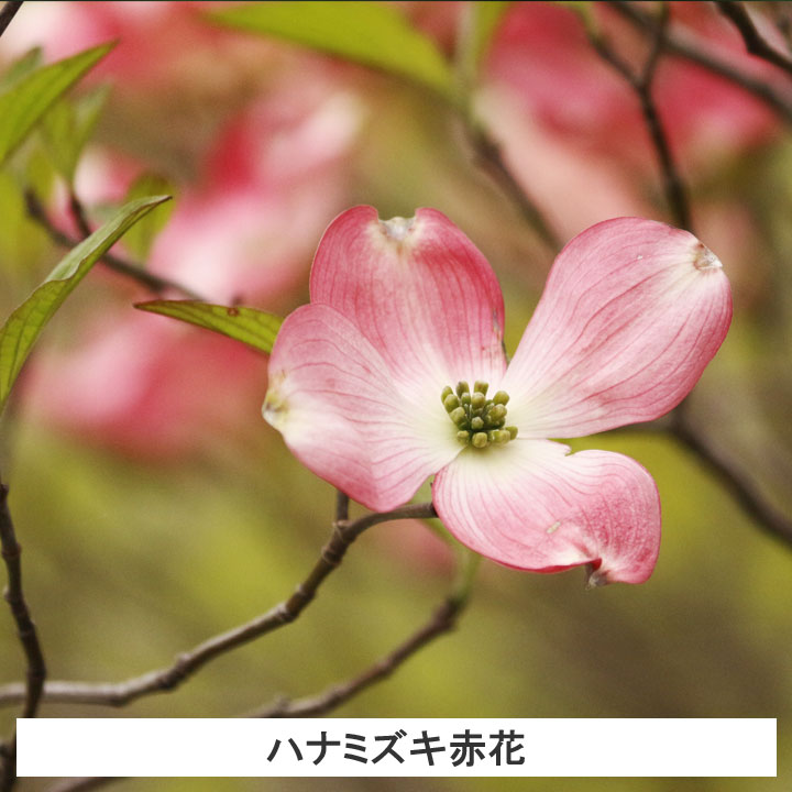 楽天市場】【5本】 ハナミズキ苗木 赤花 高さ40cm〜70cm程度