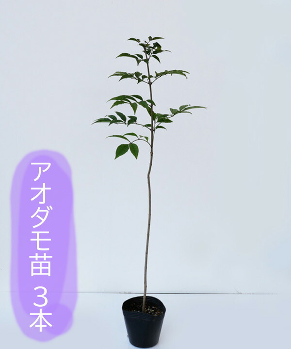 楽天市場】アオダモ 鉢植えの通販