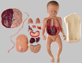 楽天市場】【送料無料】【無料健康相談 対象製品】ソムソ社 出産前の女