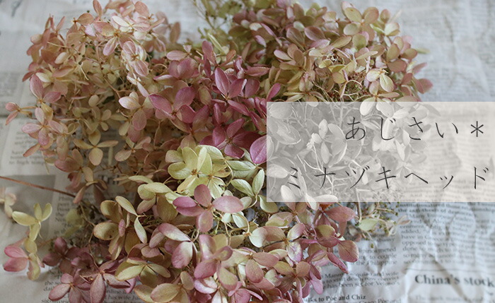 楽天市場】ドライフラワー アジサイ ミナヅキヘッド / あじさい
