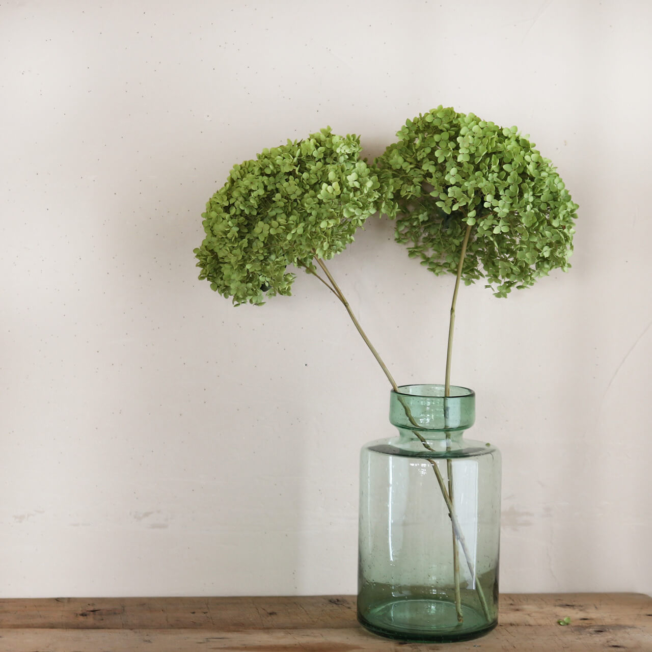 楽天市場】【約直径25～35cm】アナベル枝つき 特大 / アジサイ