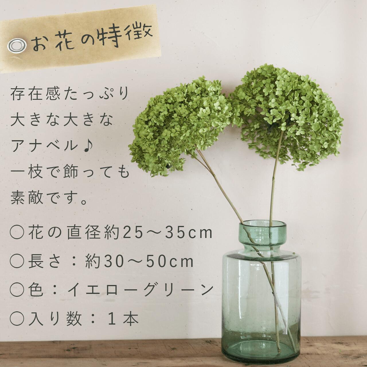 楽天市場】【約直径25～35cm】アナベル枝つき 特大 / アジサイ