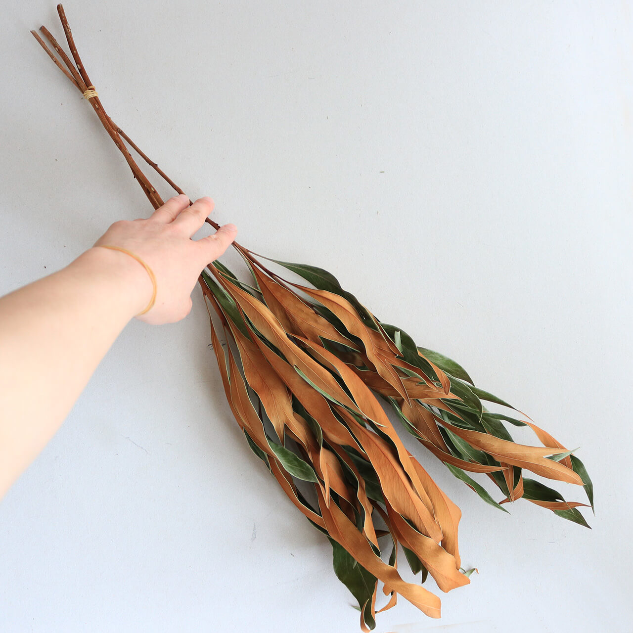 楽天市場】グレビレア ゴールドリーフ / ドライフラワー ネイティブ