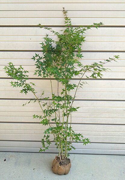 イロハモミジ 株立ち」の人気商品一覧 | 安い商品を通販サイトから探す