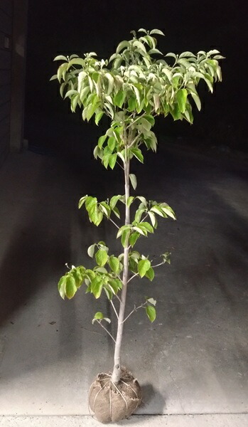 楽天市場】【斑入り柊（フイリヒイラギ）縞柊（シマヒイラギ）】樹高