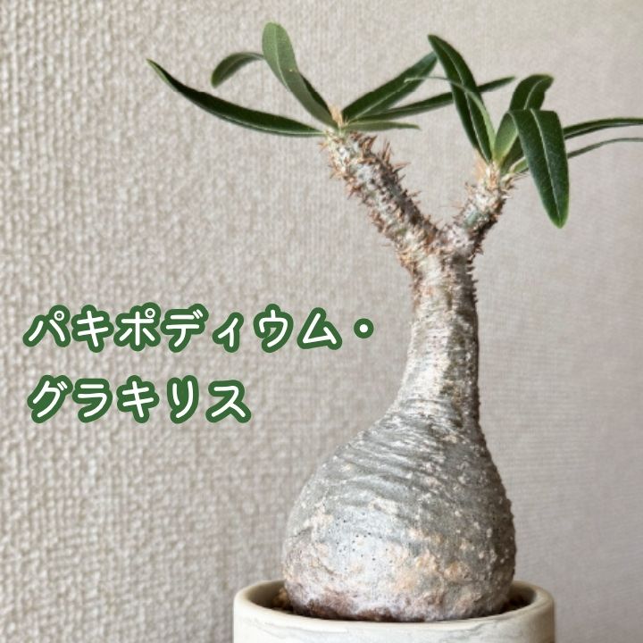 楽天市場】ホワイトデー プレゼント 塊根植物「パキポディウム