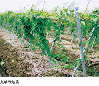 楽天市場】(200本セット) セキスイ イボ竹 シルバー φ20×1800mm 農業用