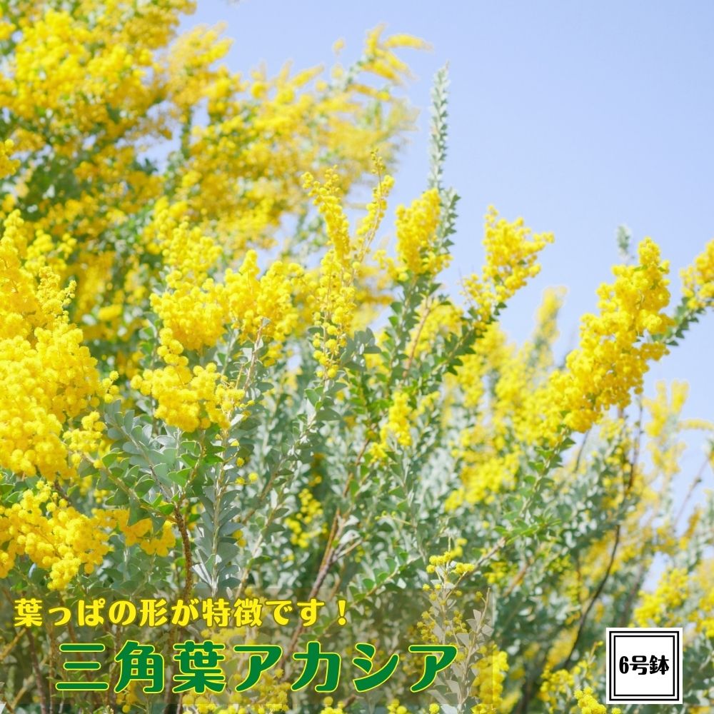 楽天市場】三角葉が特徴《ミモザ 三角葉アカシア 6号鉢》シルバー