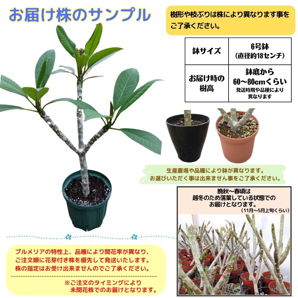 楽天市場】＼安心の越冬株／ 特別セレクト プルメリア J105 6号鉢大株