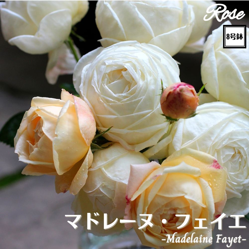 楽天市場】＼当店オリジナル8号鉢仕様／ バラ苗 マドレーヌフェイエ 2