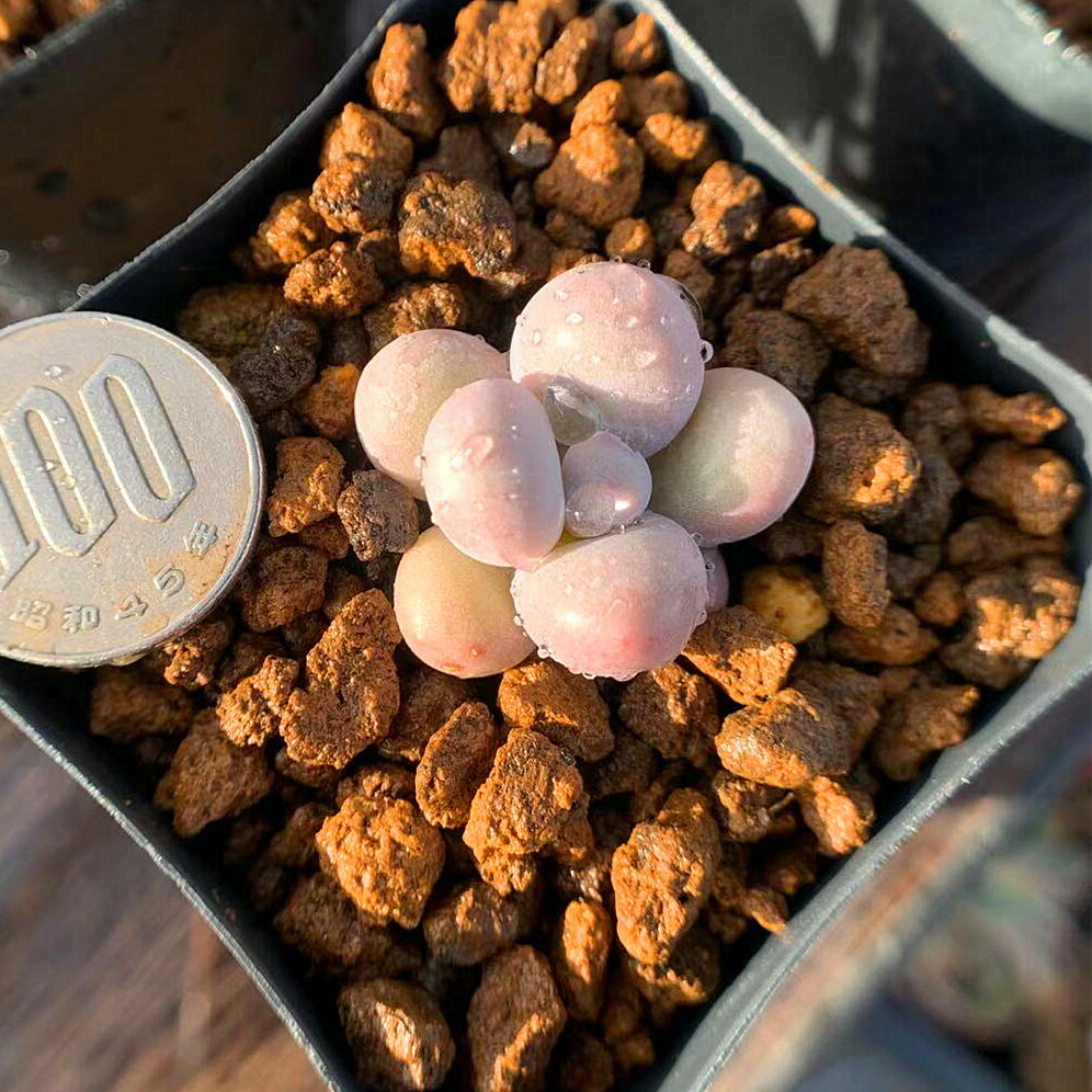 楽天市場】農園直売 多肉植物 寄せ植え パキフィツム属 オレンジスノー