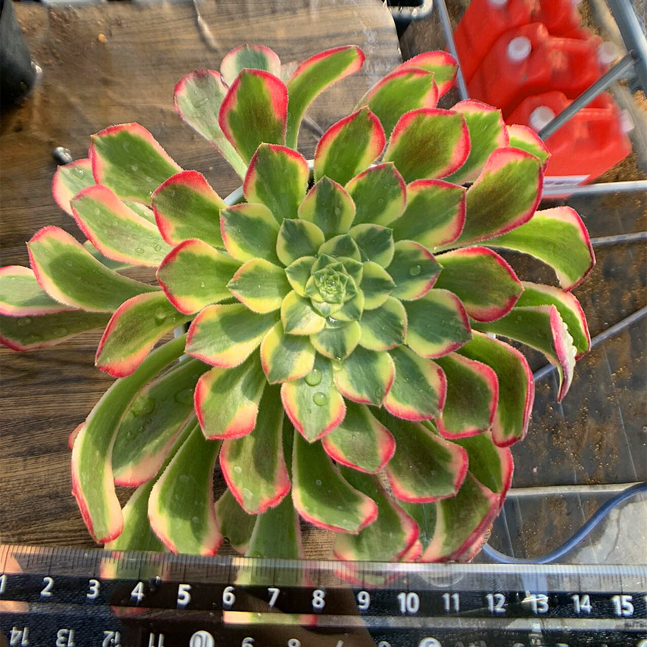 楽天市場】農園直売 多肉植物 寄せ植え アエオニウム属 朝霞錦（単