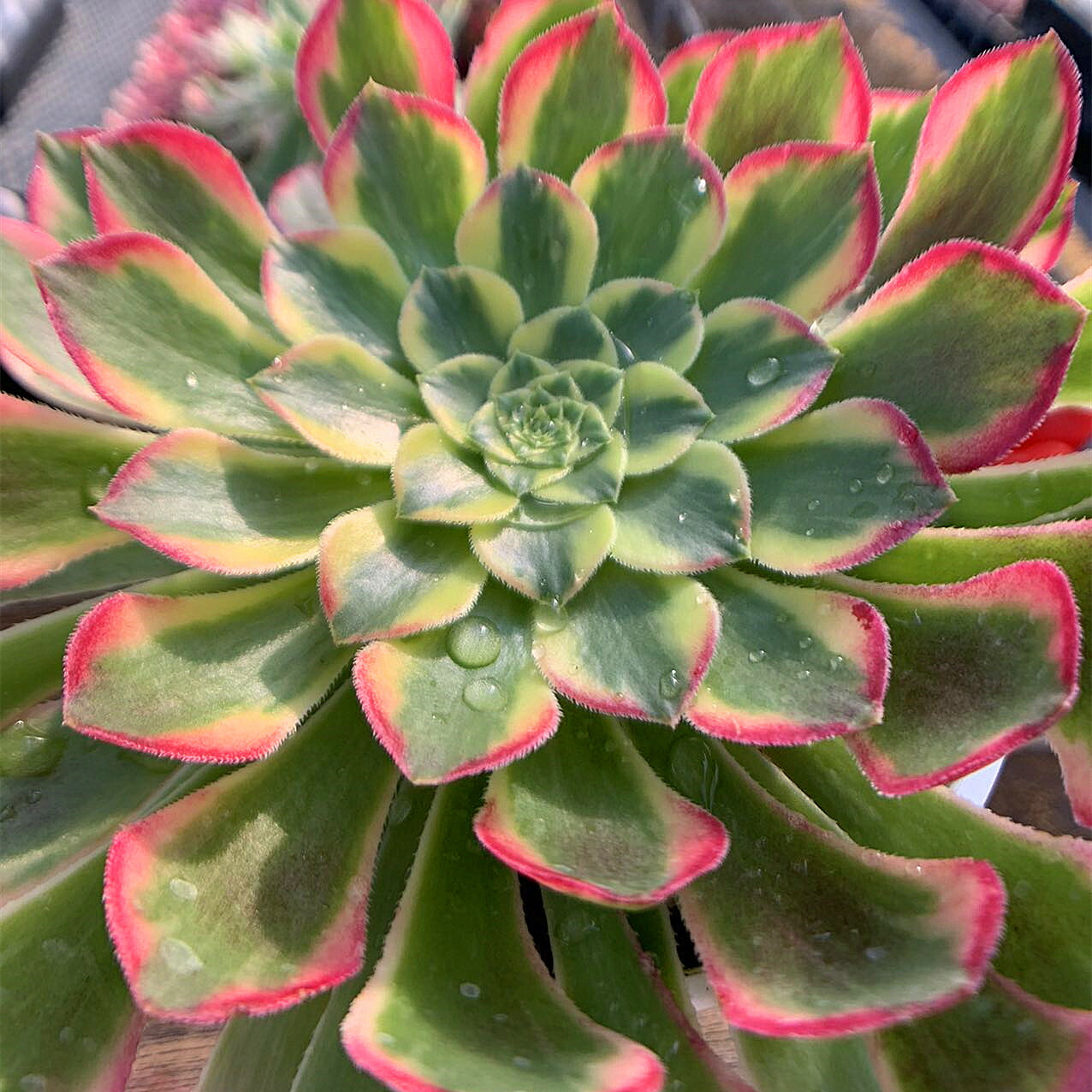 楽天市場】農園直売 多肉植物 寄せ植え アエオニウム属 朝霞錦（単