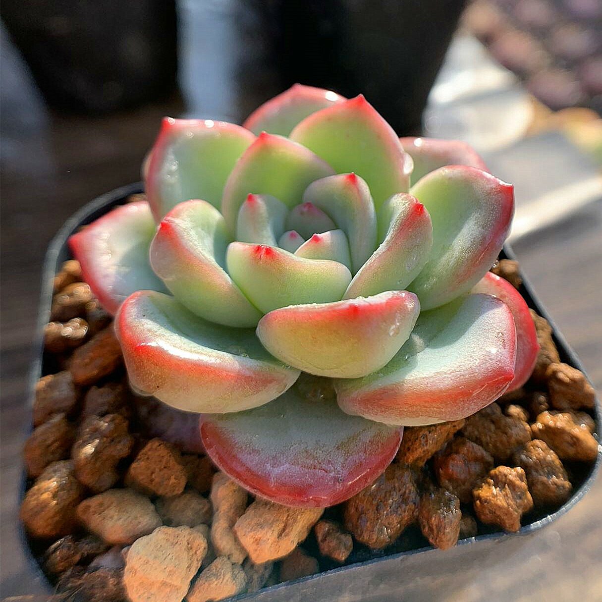 楽天市場】多肉植物 抜き苗の通販