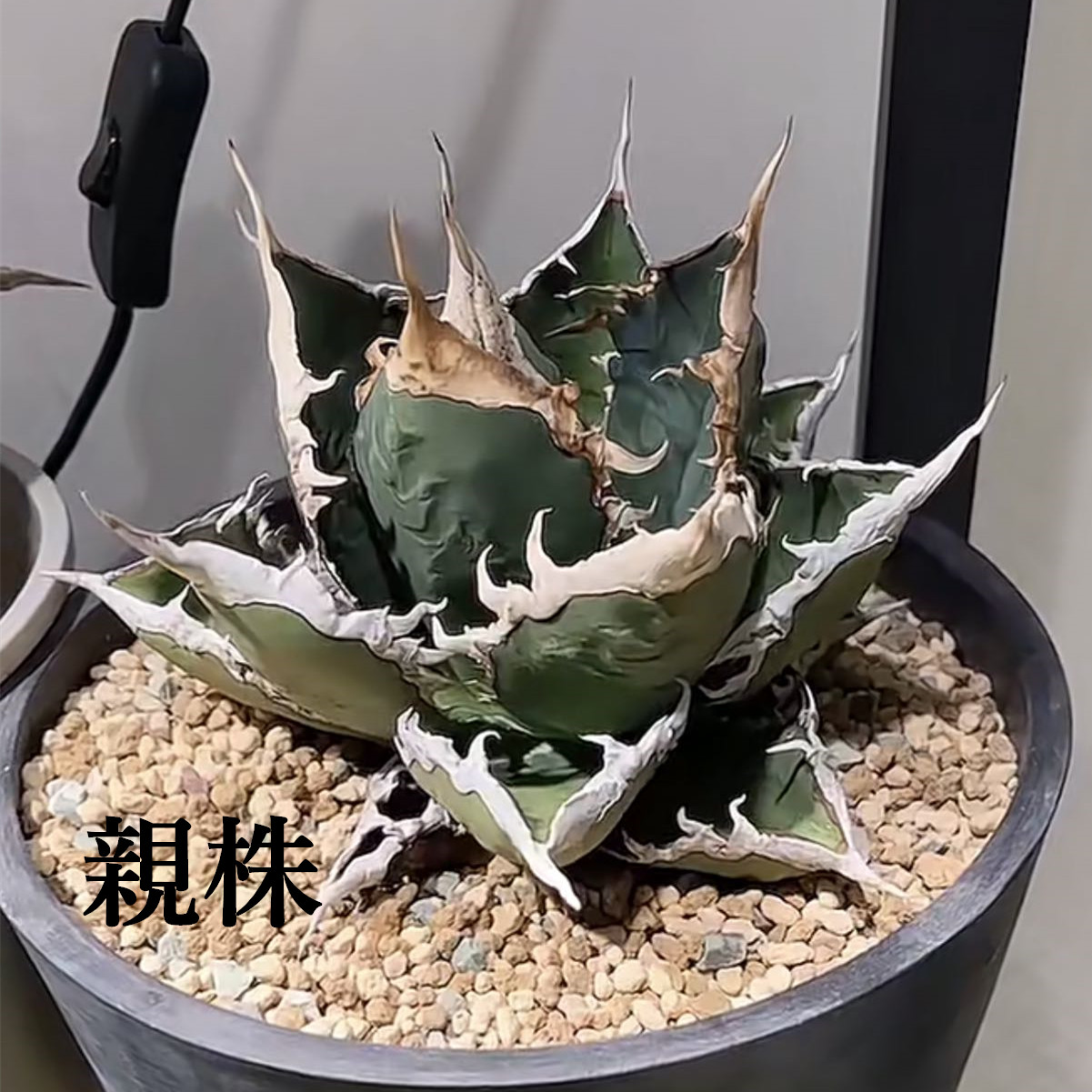 楽天市場】農園直売 アガベ 狼人 メリクロン株 多肉専門VERVE : 多肉