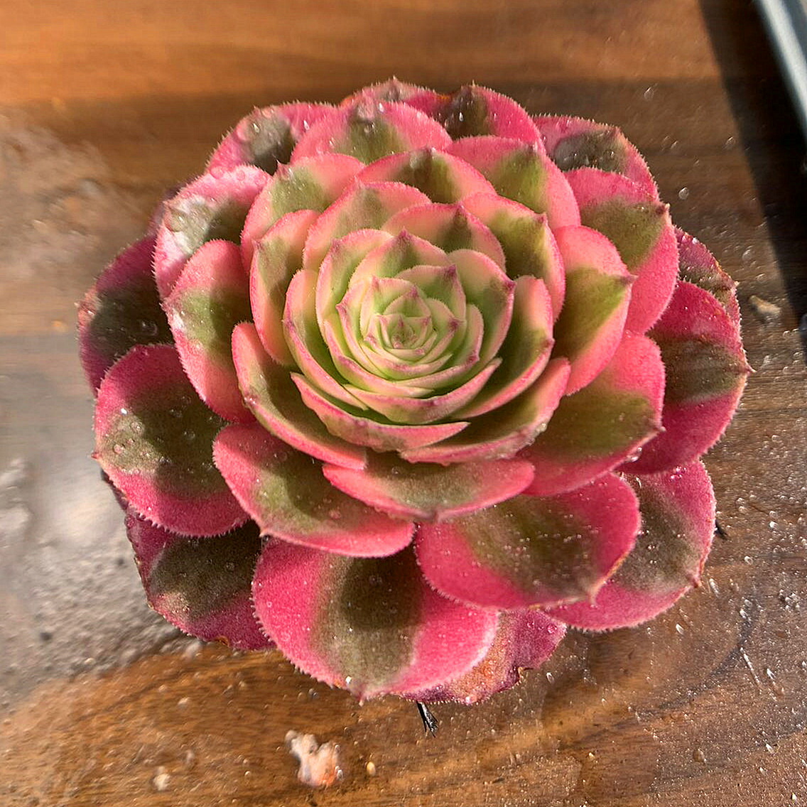 アエオニウム 傾城綴化 アエオニウム 傾城綴化