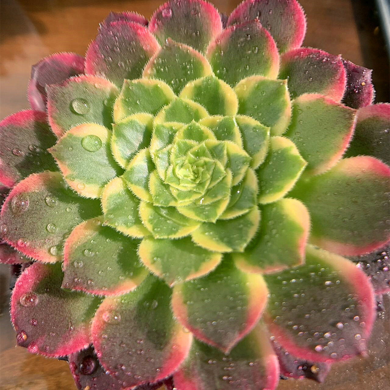 楽天市場】農園直売 多肉植物 寄せ植え アエオニウム属 朝霞錦（単