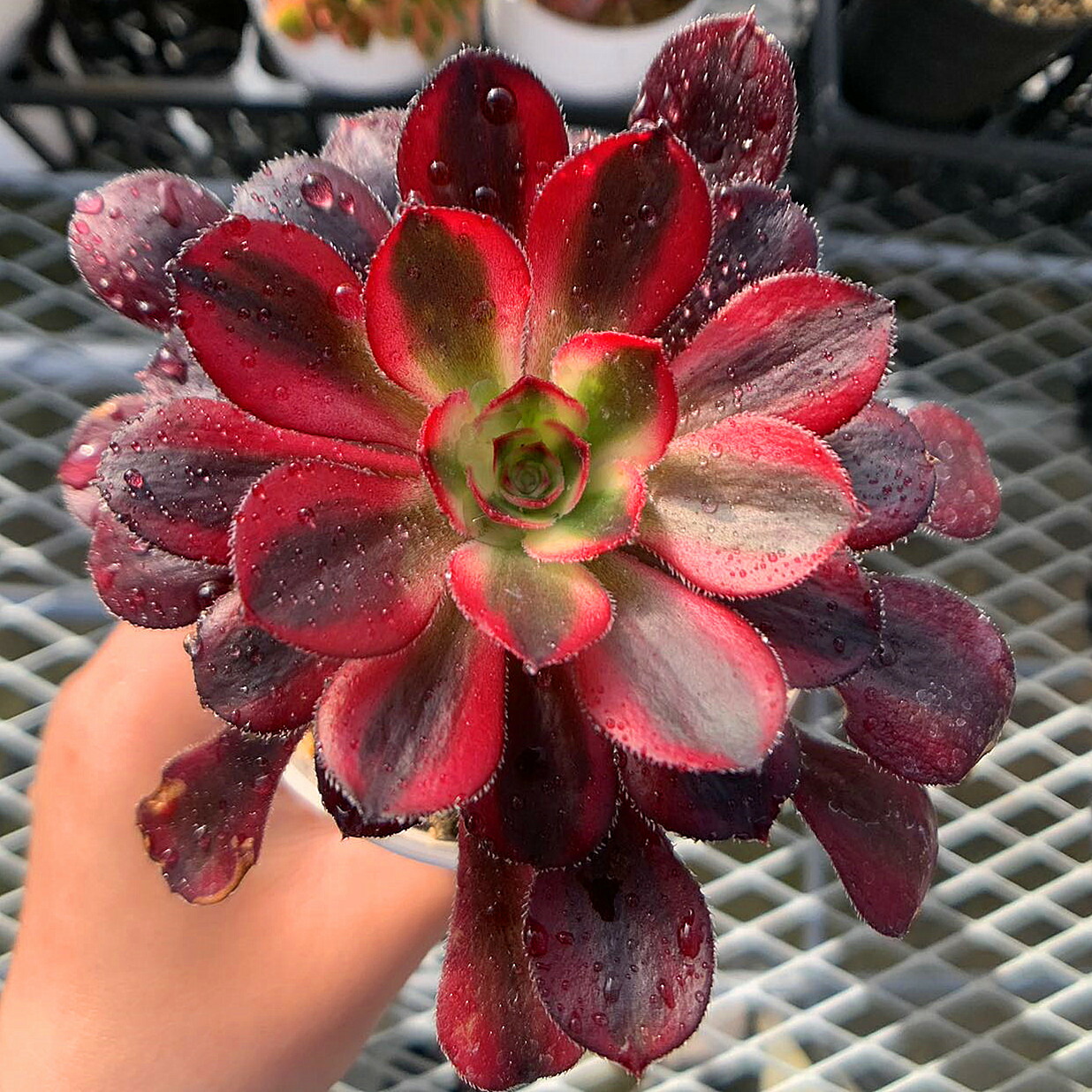 楽天市場】農園直売 多肉植物 寄せ植え アエオニウム属 シャネル（単