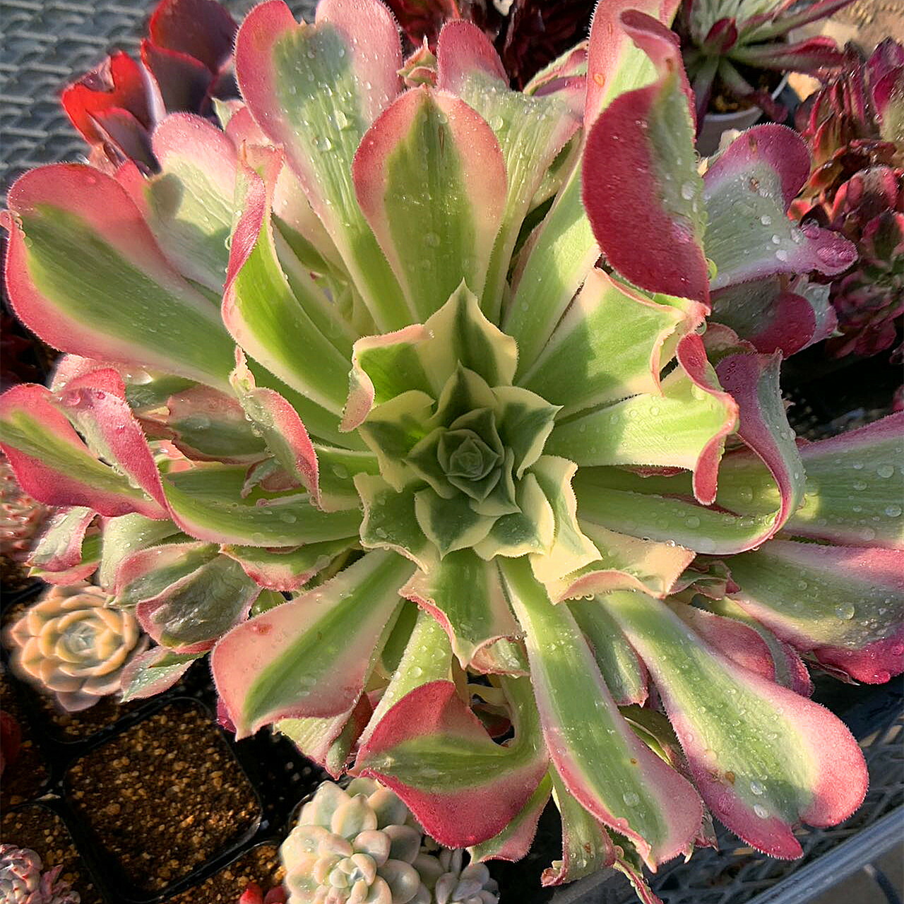 楽天市場】農園直売 多肉植物 寄せ植え アエオニウム属 雨花石（6-8頭