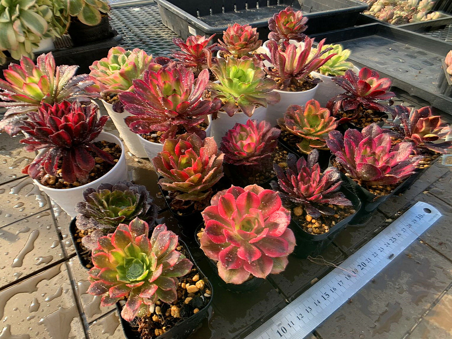 楽天市場】農園直売 多肉植物 寄せ植え アエオニウム属 季節4点