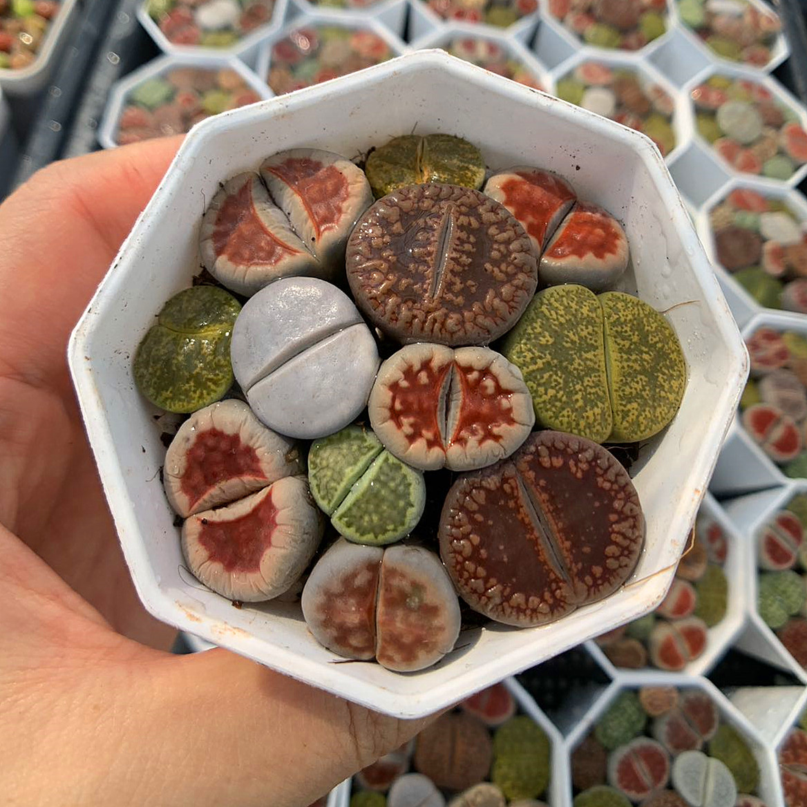 楽天市場】品種リニューアル 農園直売 多肉植物 コノフィツム属