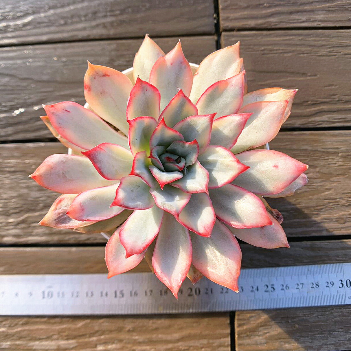 楽天市場】農園直売 多肉植物 寄せ植え エケベリア属 エスター錦 入手