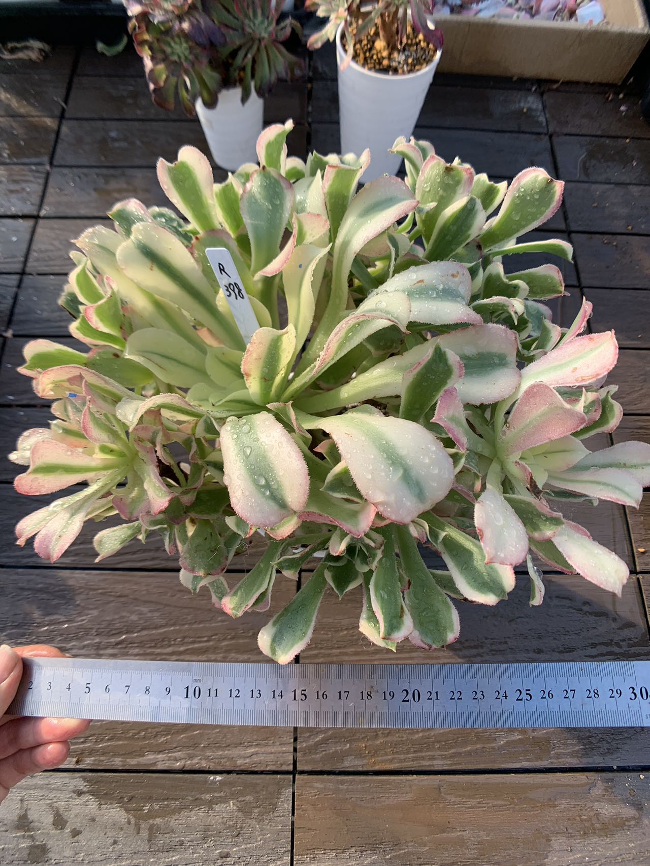 楽天市場】現物 アエオニウム 雨花石 特特大（群） R398 厳選 極上株