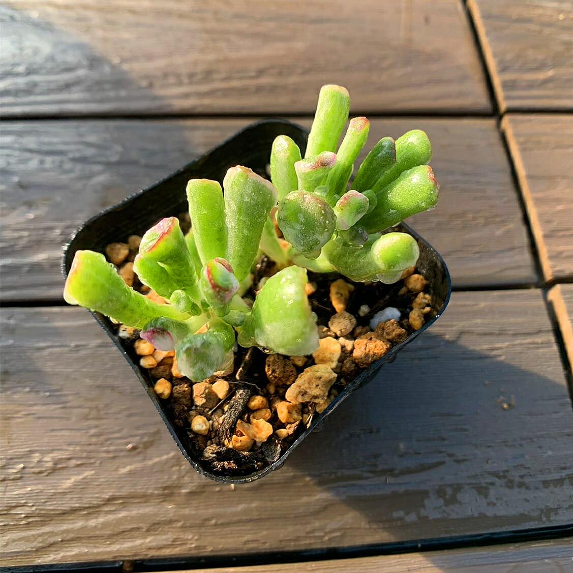 楽天市場】農園直売 多肉植物 寄せ植え ゴーラム錦（群） 観葉植物