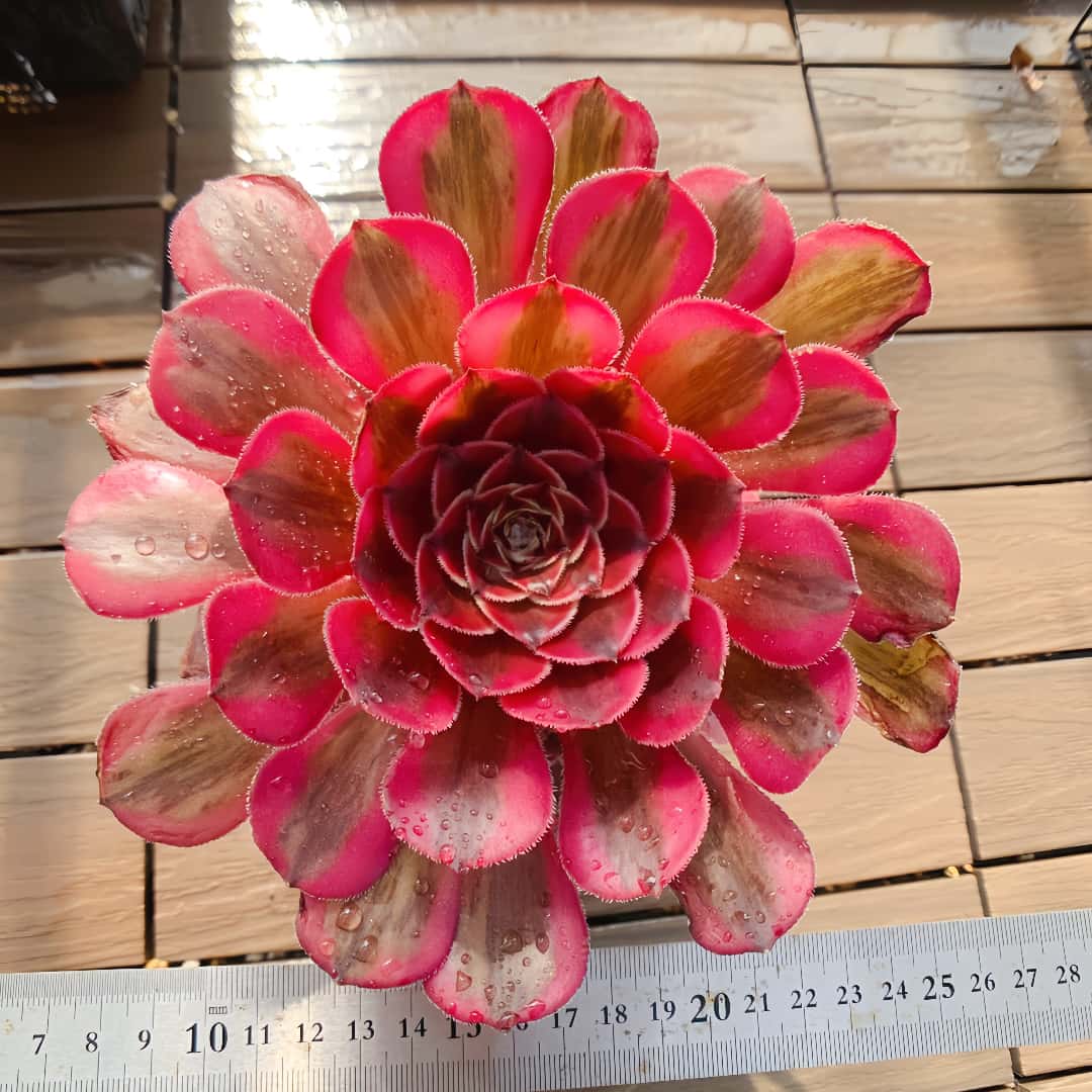 楽天市場】農園直売 多肉植物 寄せ植え アエオニウム属 ガーネット白斑