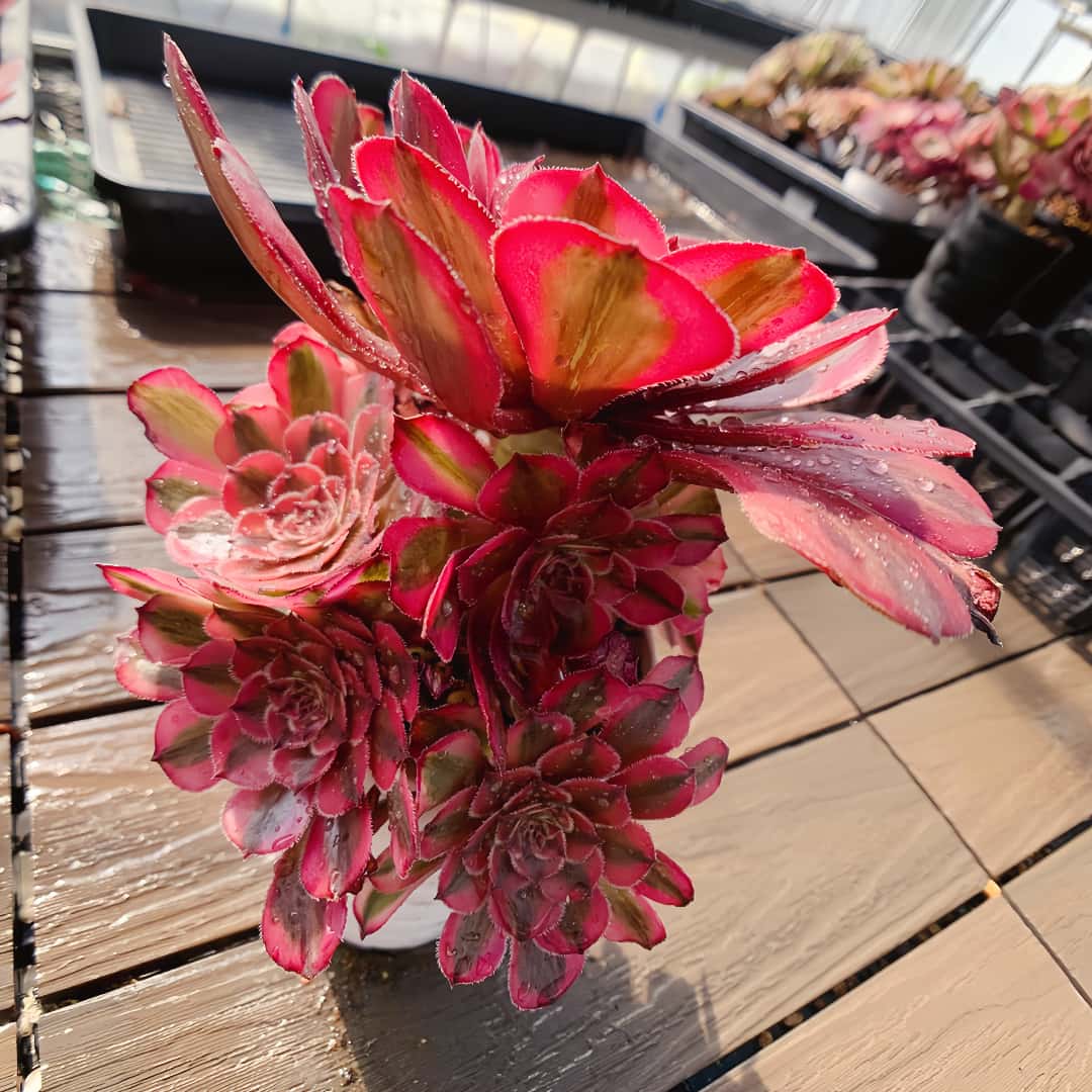 楽天市場】農園直売 多肉植物 寄せ植え アエオニウム属 ガーネット白斑