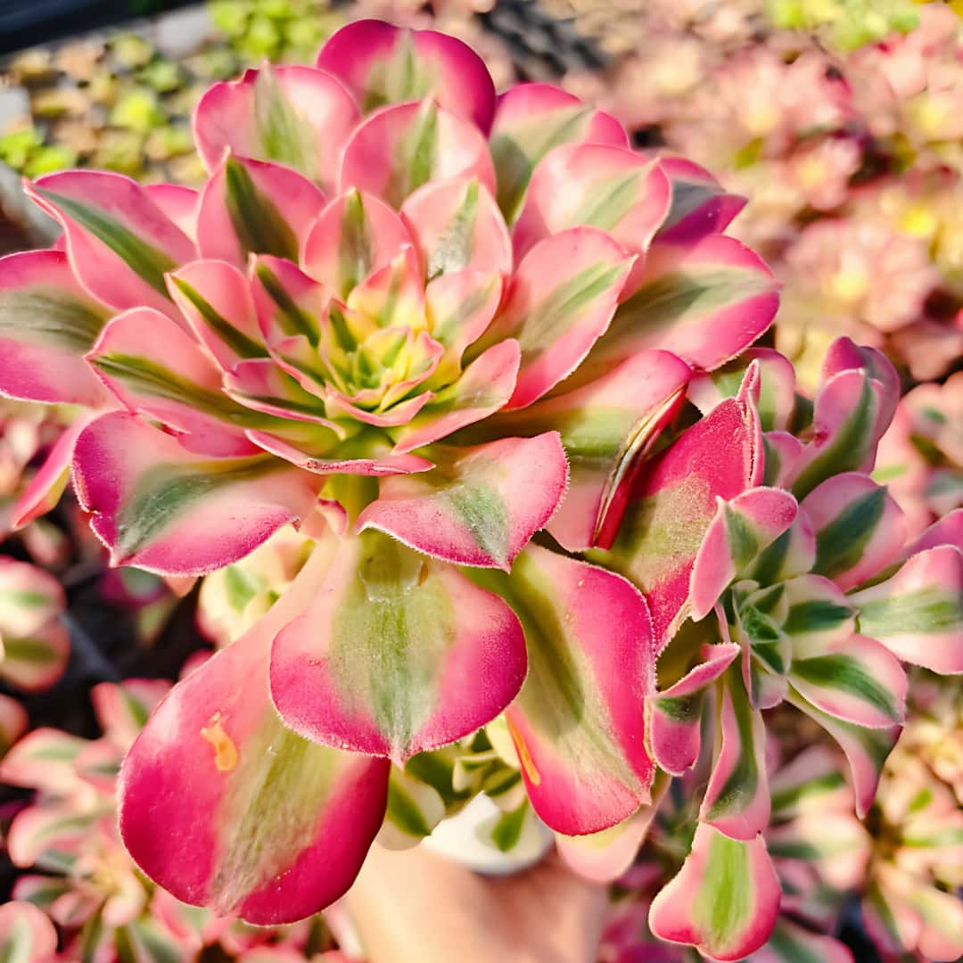 楽天市場】農園直売 多肉植物 寄せ植え アエオニウム ピンクウィッチ