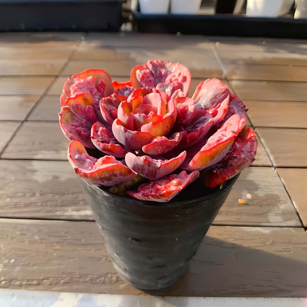 楽天市場】農園直売 多肉植物 観葉植物 エケベリア属 ビヨンセ虹錦（単