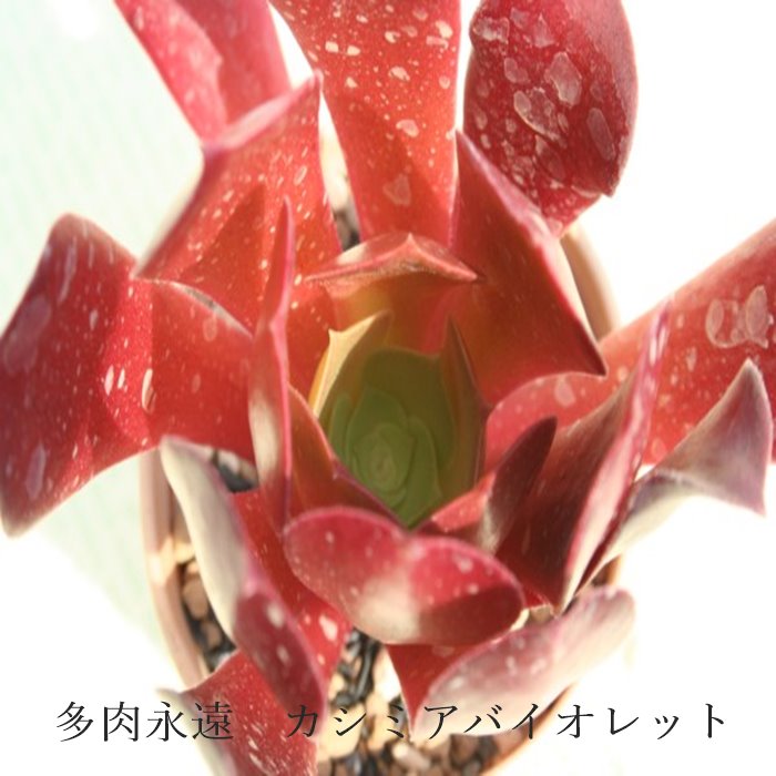 楽天市場】カシミアバイオレット アエオニウム Mサイズ 5.5cmポット cv