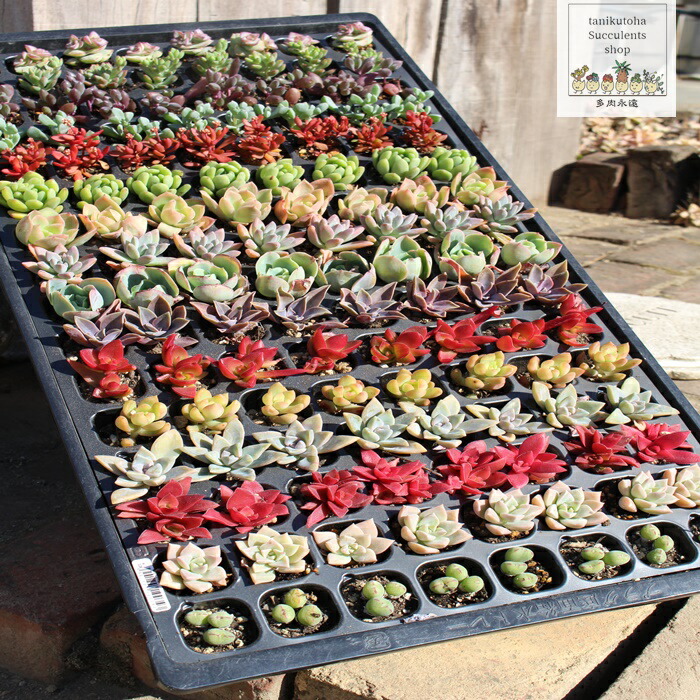 楽天市場】多肉植物トレーセットSサイズ128苗 送料無料 16種8個彩