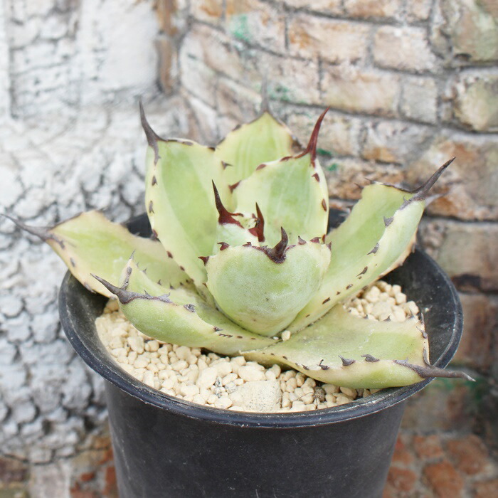 楽天市場】吉祥冠錦 外斑 Mサイズ6cmポット アガベ agave potatorum