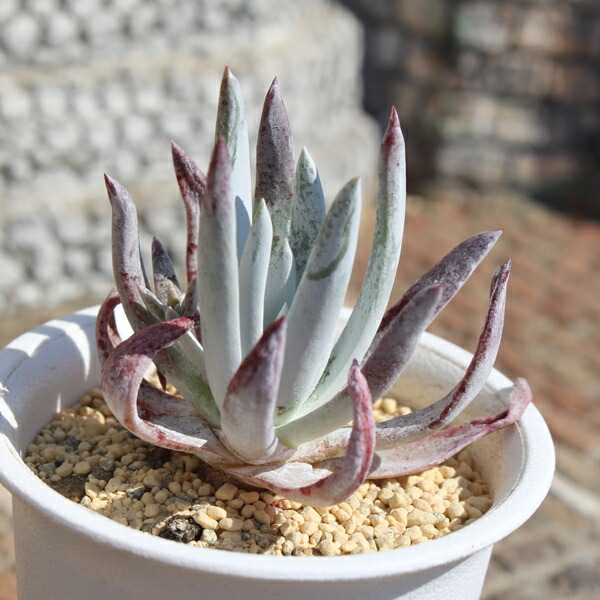 楽天市場】ビレンスハッセイ ダドレア Mサイズ Dudleya virense hassei