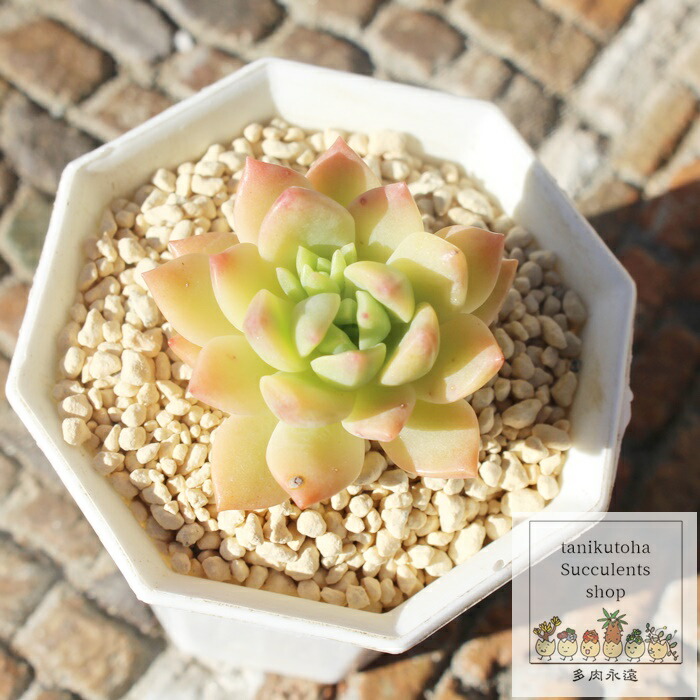 楽天市場】マッコス錦 カット苗 エケベリア Mサイズ5.5cmポット 韓国苗