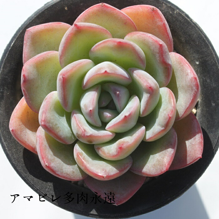 楽天市場】エケベリア アマビレ 韓国苗 観葉植物 Echeveria 'Amabile