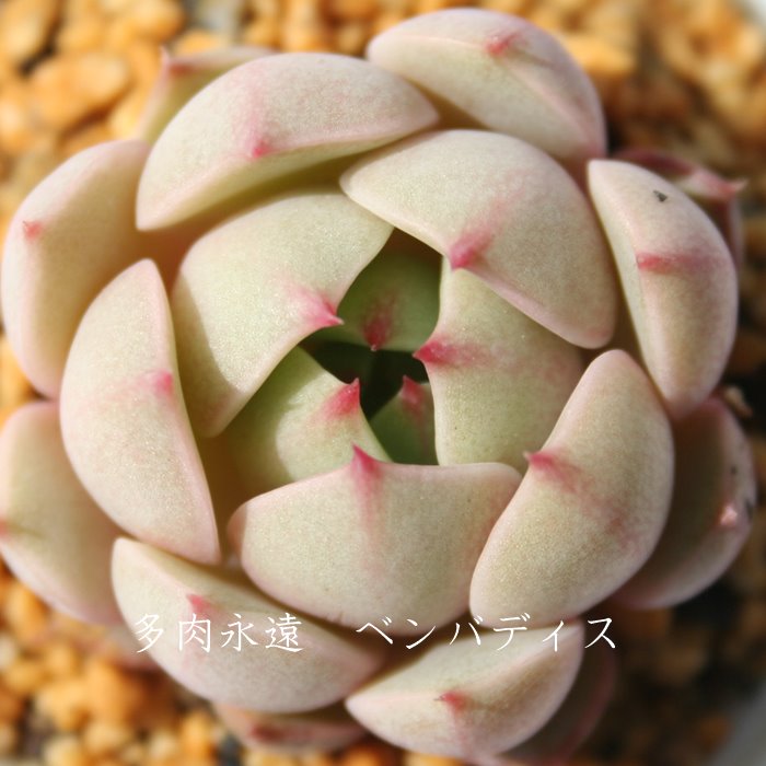 楽天市場】ベンバディス エケベリア Mサイズ6cmポット Echeveria BEN